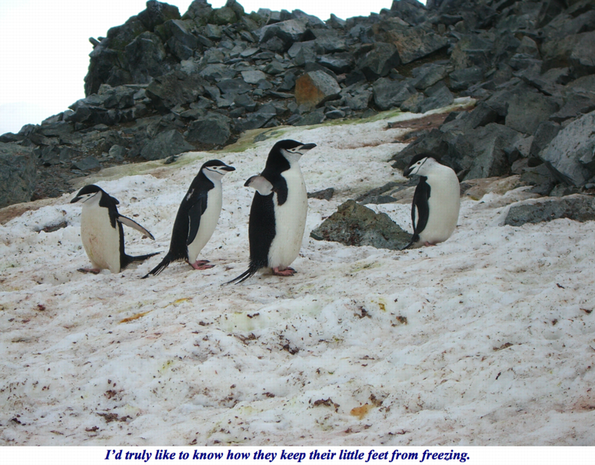 ron-antartica-2008-10-07