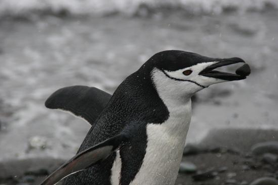 ron-antartica-2008-10-09