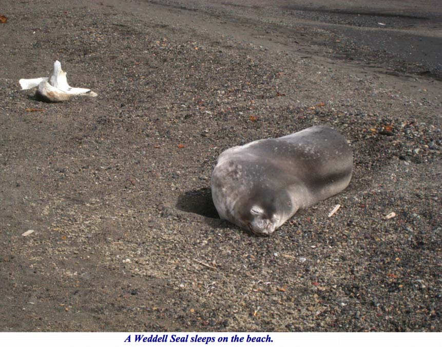 ron-antartica-2008-10-19