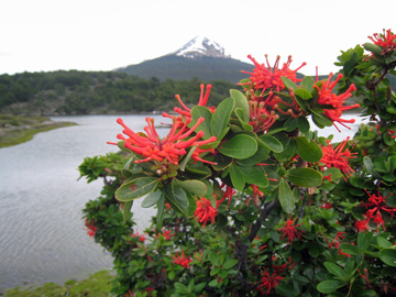 2008-Dec-Antarctica-Ron-062