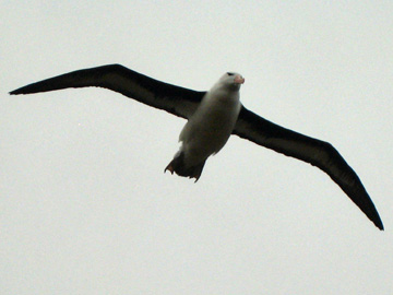 2008-Dec-Antarctica-Ron-154