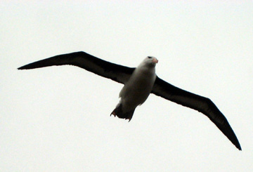 2008-Dec-Antarctica-Ron-155aa