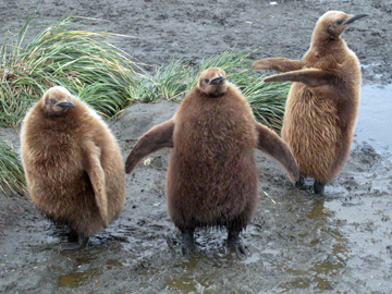 2008-Dec-Antarctica-Ron-360