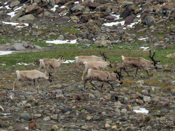 2008-Dec-Antarctica-Ron-467
