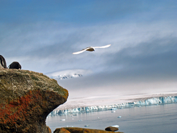 2008-Dec-Antarctica-Ron-485394