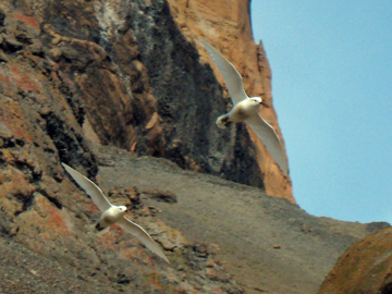 2008-Dec-Antarctica-Ron-485402