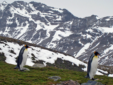 2008-Dec-Antarctica-Ron-492