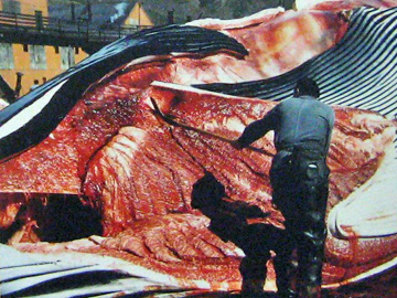 2008-Dec-Antarctica-Ron-547-a