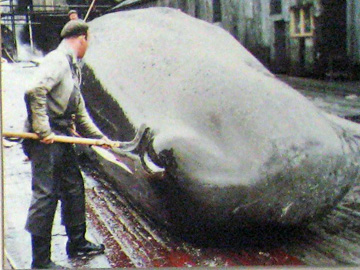 2008-Dec-Antarctica-Ron-547