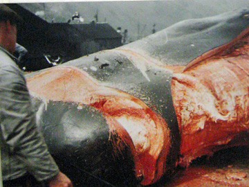 2008-Dec-Antarctica-Ron-548