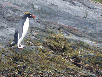 2008-Dec-Antarctica-Ron-628a