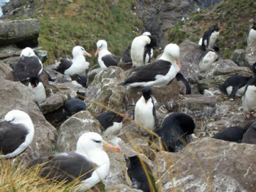 2008-Dec-Malvinas-WestPointIsland-Pete-20