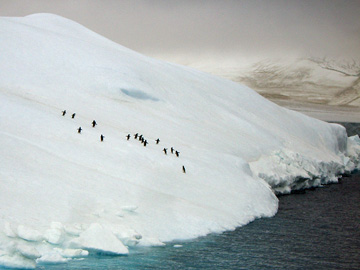 2008-Dec-OpenWaterAnimalsOnIce-Pete-02