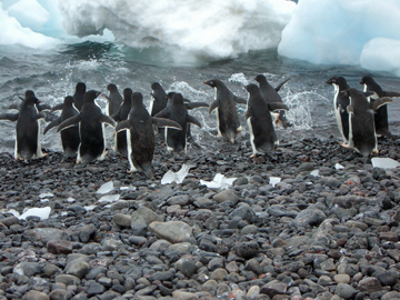 2008-Dec-PauletIsland-Pete-016