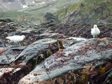 2008-Dec-SouthGeorgia-CooperBay-Drygalaski Fjord-Pete-21