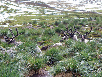 2008-Dec-SouthGeorgia-FortunaBay-Pete-01