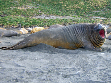 2008-Dec-SouthGeorgia-GoldHarbour-Pete-17