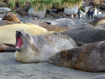 2008-Dec-SouthGeorgia-GoldHarbour-Pete-19