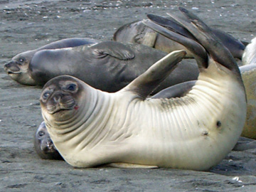 2008-Dec-SouthGeorgia-GoldHarbour-Pete-21