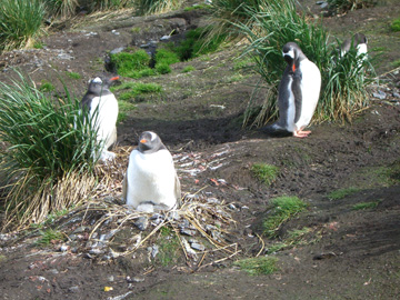 2008-Dec-SouthGeorgia-GoldHarbour-Pete-54