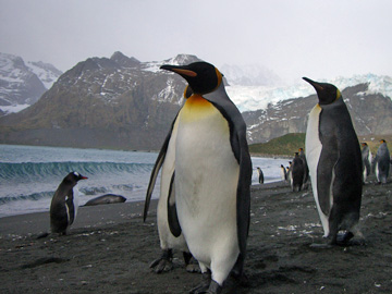 2008-Dec-SouthGeorgia-GoldHarbour-Pete-58