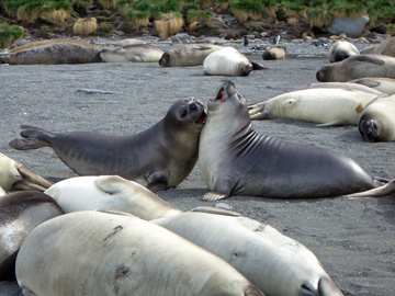 2008-Dec-SouthGeorgia-GoldHarbour-Pete-65