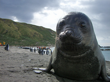 2008-Dec-SouthGeorgia-GoldHarbour-Pete-74