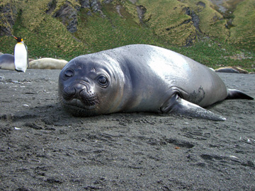 2008-Dec-SouthGeorgia-GoldHarbour-Pete-78