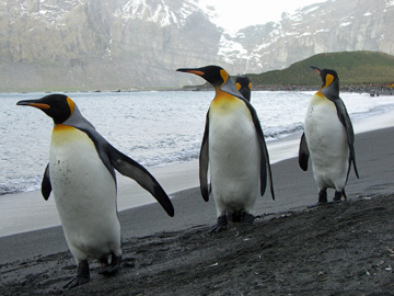 2008-Dec-SouthGeorgia-GoldHarbour-Pete-85