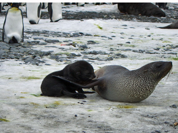 2008-Dec-SouthGeorgia-SalisburyPlain-Pete-06