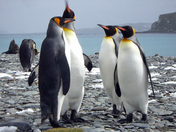 2008-Dec-SouthGeorgia-SalisburyPlain-Pete-14
