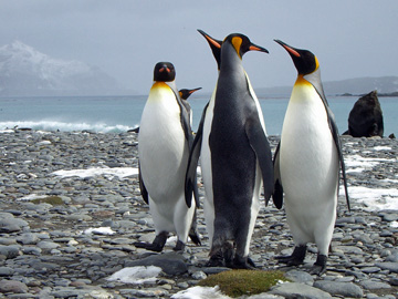 2008-Dec-SouthGeorgia-SalisburyPlain-Pete-15