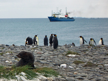2008-Dec-SouthGeorgia-SalisburyPlain-Pete-19