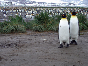 2008-Dec-SouthGeorgia-SalisburyPlain-Pete-24