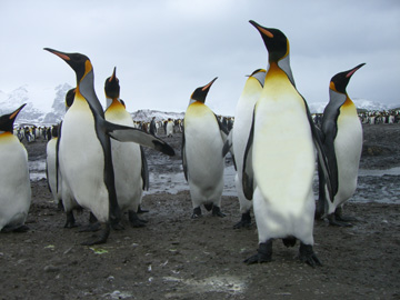 2008-Dec-SouthGeorgia-SalisburyPlain-Pete-26