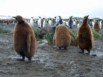 2008-Dec-SouthGeorgia-SalisburyPlain-Pete-31
