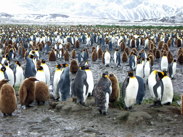 2008-Dec-SouthGeorgia-SalisburyPlain-Pete-33