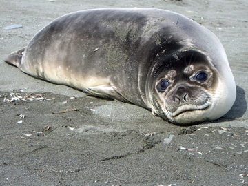 2008-Dec-SouthGeorgia-StAndrewsBay-Pete-009