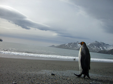2008-Dec-SouthGeorgia-StAndrewsBay-Pete-027