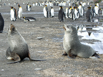 2008-Dec-SouthGeorgia-StAndrewsBay-Pete-031