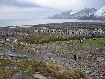 2008-Dec-SouthGeorgia-StAndrewsBay-Pete-042