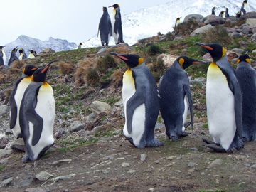 2008-Dec-SouthGeorgia-StAndrewsBay-Pete-050