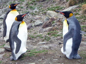 2008-Dec-SouthGeorgia-StAndrewsBay-Pete-060