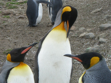 2008-Dec-SouthGeorgia-StAndrewsBay-Pete-068