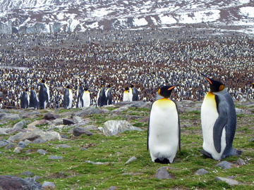 2008-Dec-SouthGeorgia-StAndrewsBay-Pete-076