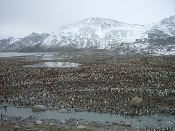 2008-Dec-SouthGeorgia-StAndrewsBay-Pete-104