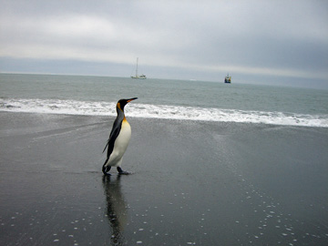 2008-Dec-SouthGeorgia-StAndrewsBay-Pete-108