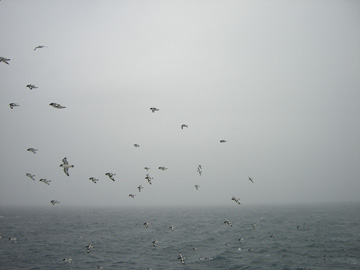 2008-Dec-SouthOrkney-Pete-015