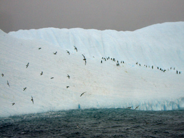 2008-Dec-SouthOrkney-Pete-020