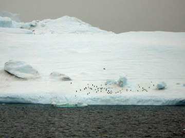 2008-Dec-SouthOrkney-Pete-070